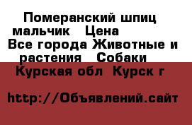 Померанский шпиц, мальчик › Цена ­ 35 000 - Все города Животные и растения » Собаки   . Курская обл.,Курск г.